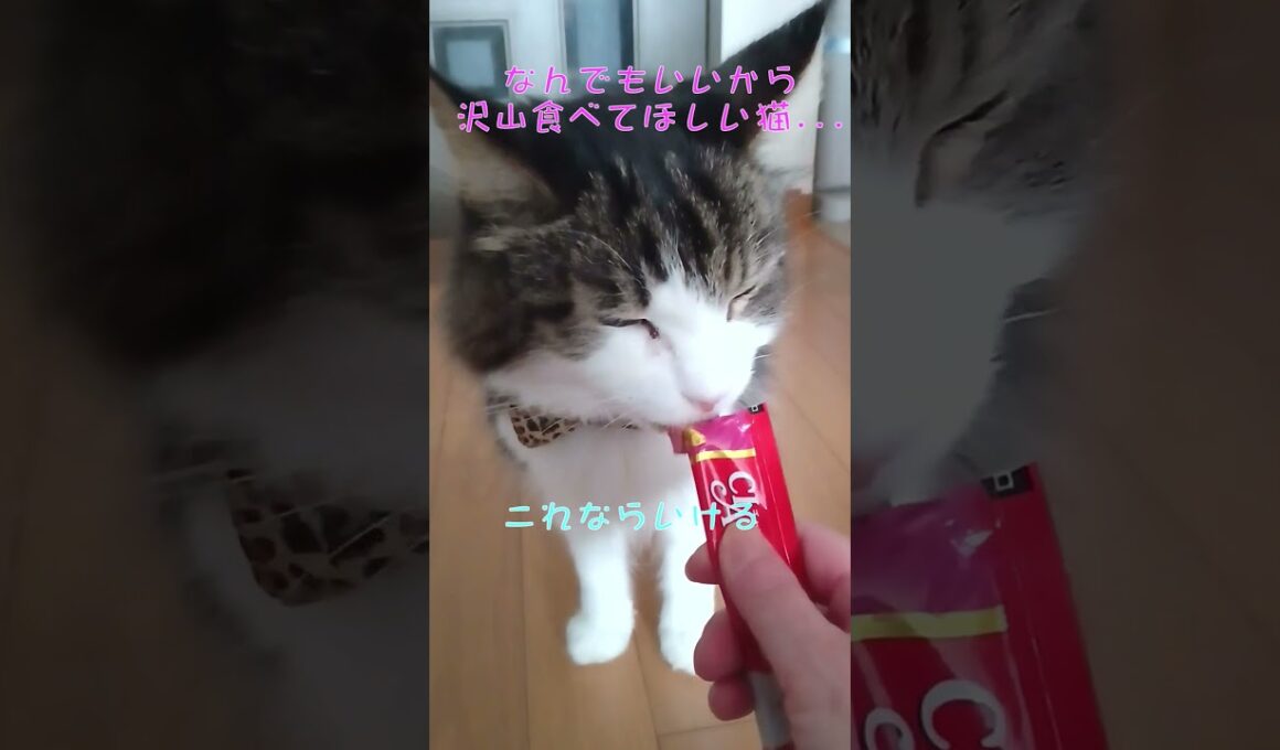 食べれない猫 vs 食べたい猫 　#shorts  #メインクーン #ベンガル #猫のいる暮らし #cat