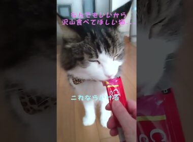 食べれない猫 vs 食べたい猫 　#shorts  #メインクーン #ベンガル #猫のいる暮らし #cat