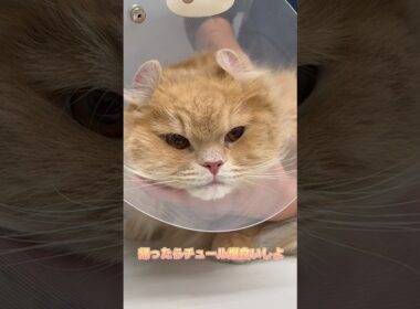 帰ったらチュール爆食い予定のアメリカンカール