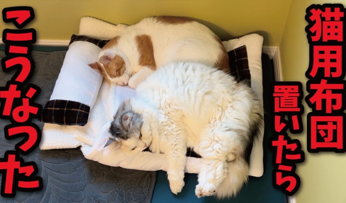 猫用布団買ってあげたらこうなってました