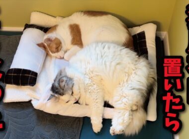 猫用布団買ってあげたらこうなってました