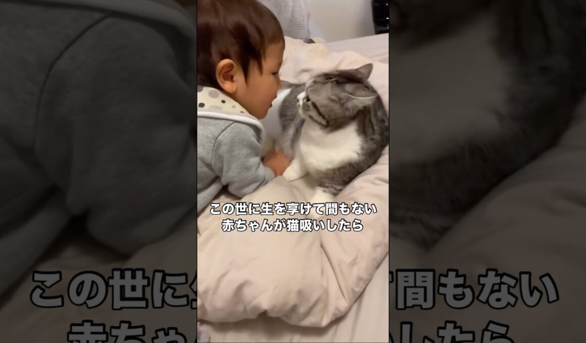 グイグイ猫吸いしてくる赤ちゃんにマンチカンが優しく吸いすぎ注意 #マンチカン #マンチカン短足 #子猫 #猫