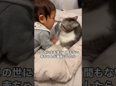 グイグイ猫吸いしてくる赤ちゃんにマンチカンが優しく吸いすぎ注意 #マンチカン #マンチカン短足 #子猫 #猫