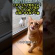 「この子うちで飼おうよ！」外にいる子猫を指さして飼い主にお願いする茶トラ猫