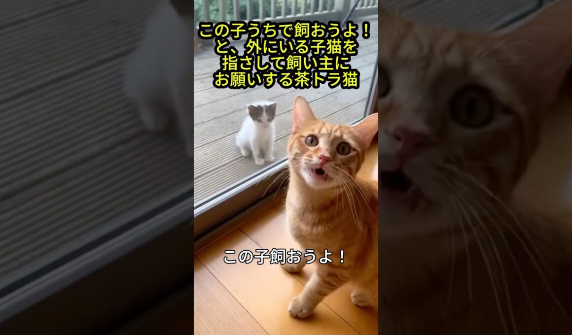「この子うちで飼おうよ！」外にいる子猫を指さして飼い主にお願いする茶トラ猫