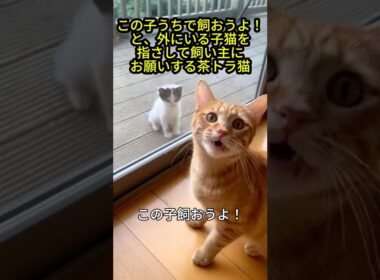 「この子うちで飼おうよ！」外にいる子猫を指さして飼い主にお願いする茶トラ猫