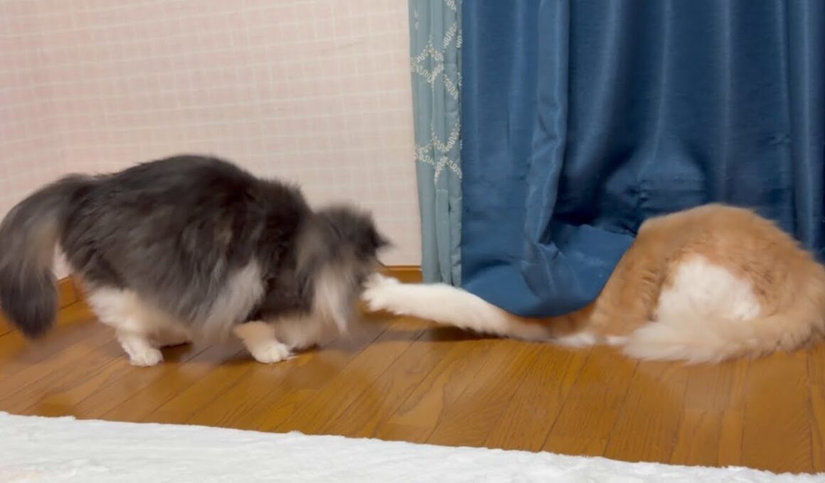 【日常♪】眠りにつくまでのもふ猫たち♡ノルウェージャンフォレストキャットとターキッシュアンゴラ