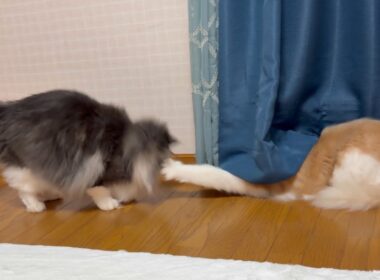 【日常♪】眠りにつくまでのもふ猫たち♡ノルウェージャンフォレストキャットとターキッシュアンゴラ