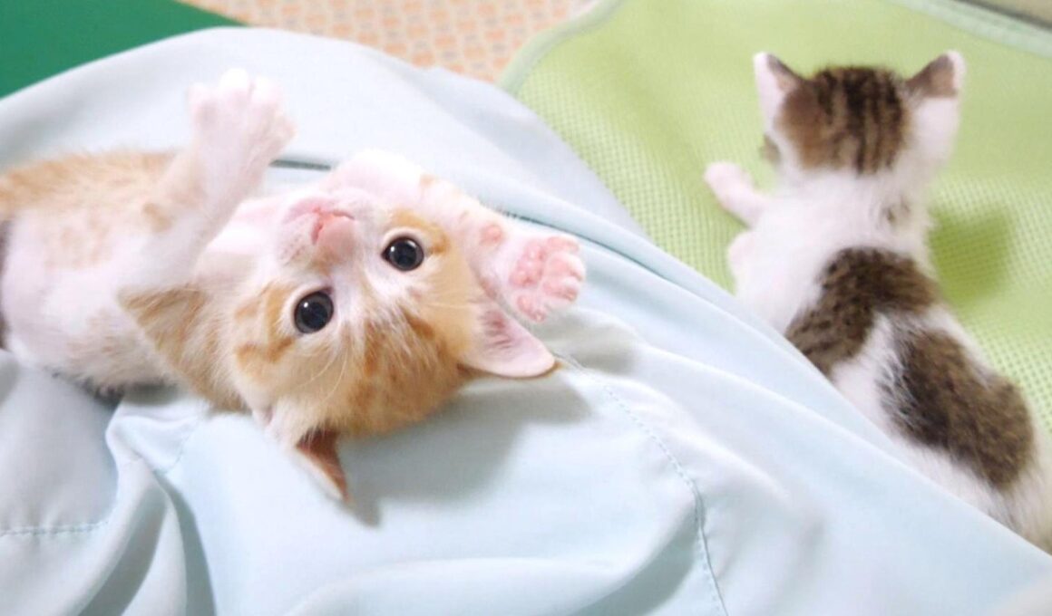 おてんば過ぎる子猫が弟を投げ飛ばしちゃった💦【赤ちゃん猫　保護猫】