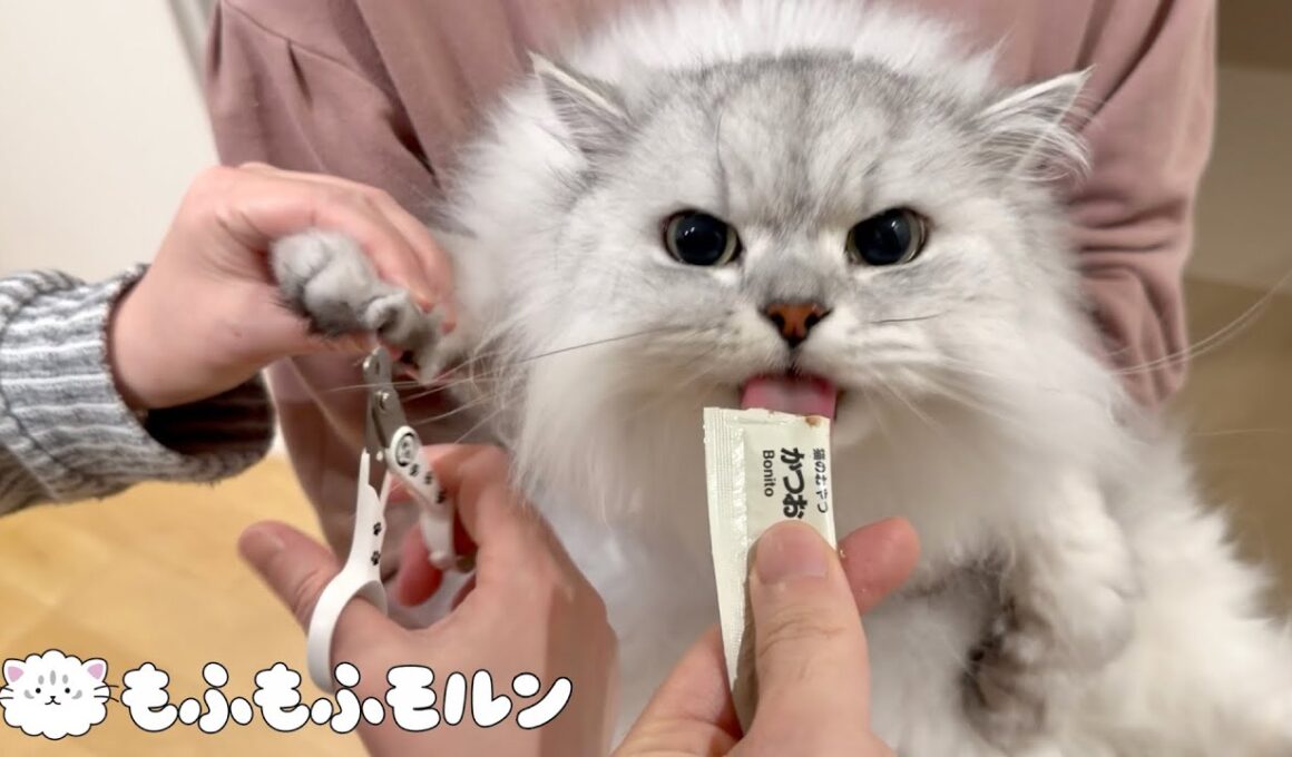 この猫の爪切り作戦は万能なのでしょうか？ 【サイベリアン】