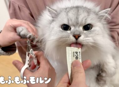 この猫の爪切り作戦は万能なのでしょうか？ 【サイベリアン】