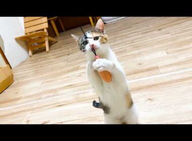 子猫を釣ってみた結果こうなりました