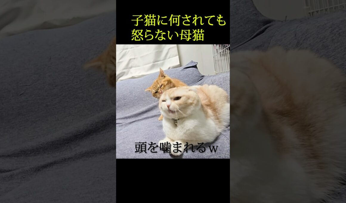 子猫に何されても怒らない母猫...笑#shorts