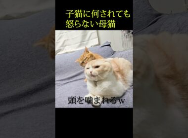 子猫に何されても怒らない母猫...笑#shorts