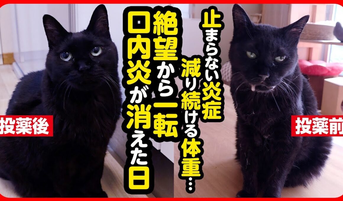 【新薬】希望の光！難治性口内炎の新薬Mutoral(ミュートラル)を試します！