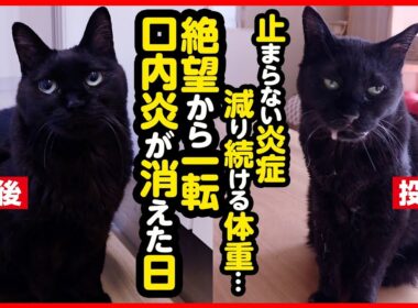 【新薬】希望の光！難治性口内炎の新薬Mutoral(ミュートラル)を試します！