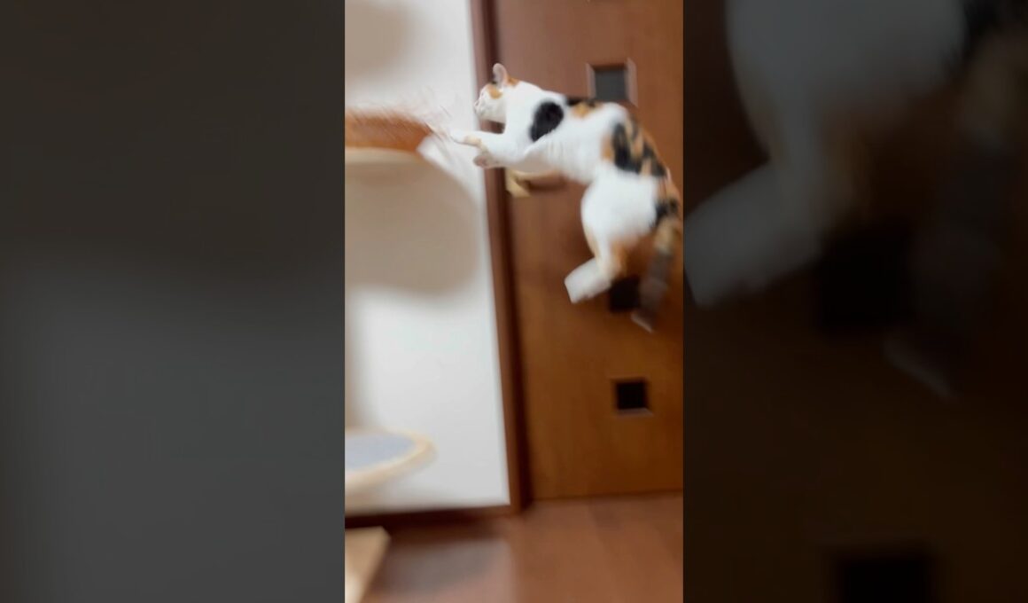 華麗なジャンプを魅せる猫w #shorts