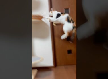 華麗なジャンプを魅せる猫w #shorts
