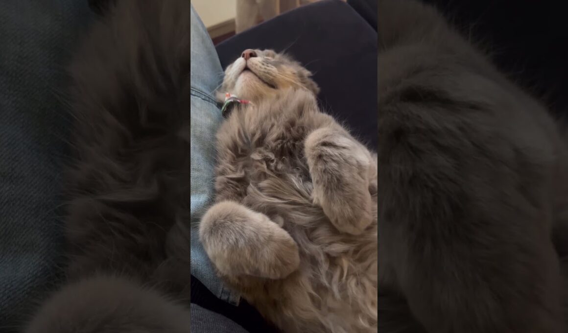 無防備 #ねこ動画 #アメリカンカール #catvideos