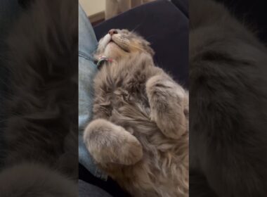 無防備 #ねこ動画 #アメリカンカール #catvideos