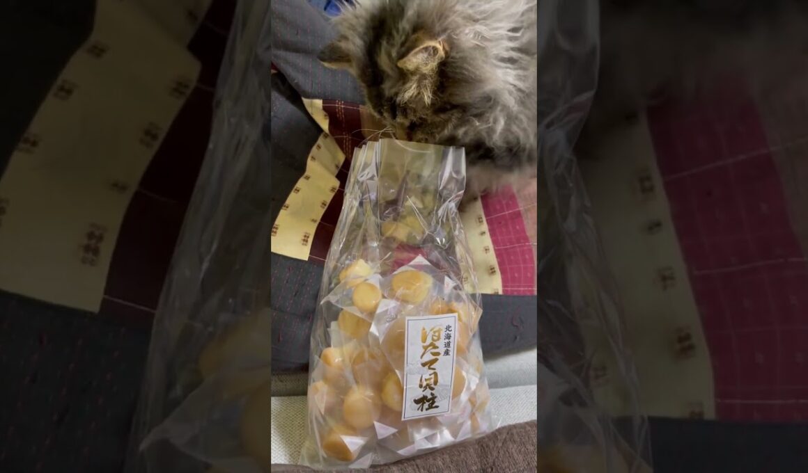 【いたずら】ホタテにいたずらする猫くうちゃん#スクーカム #cat #猫 #猫好きさんと繋がりたい