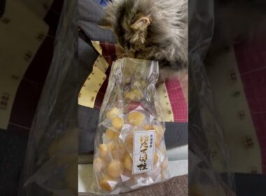 【いたずら】ホタテにいたずらする猫くうちゃん#スクーカム #cat #猫 #猫好きさんと繋がりたい