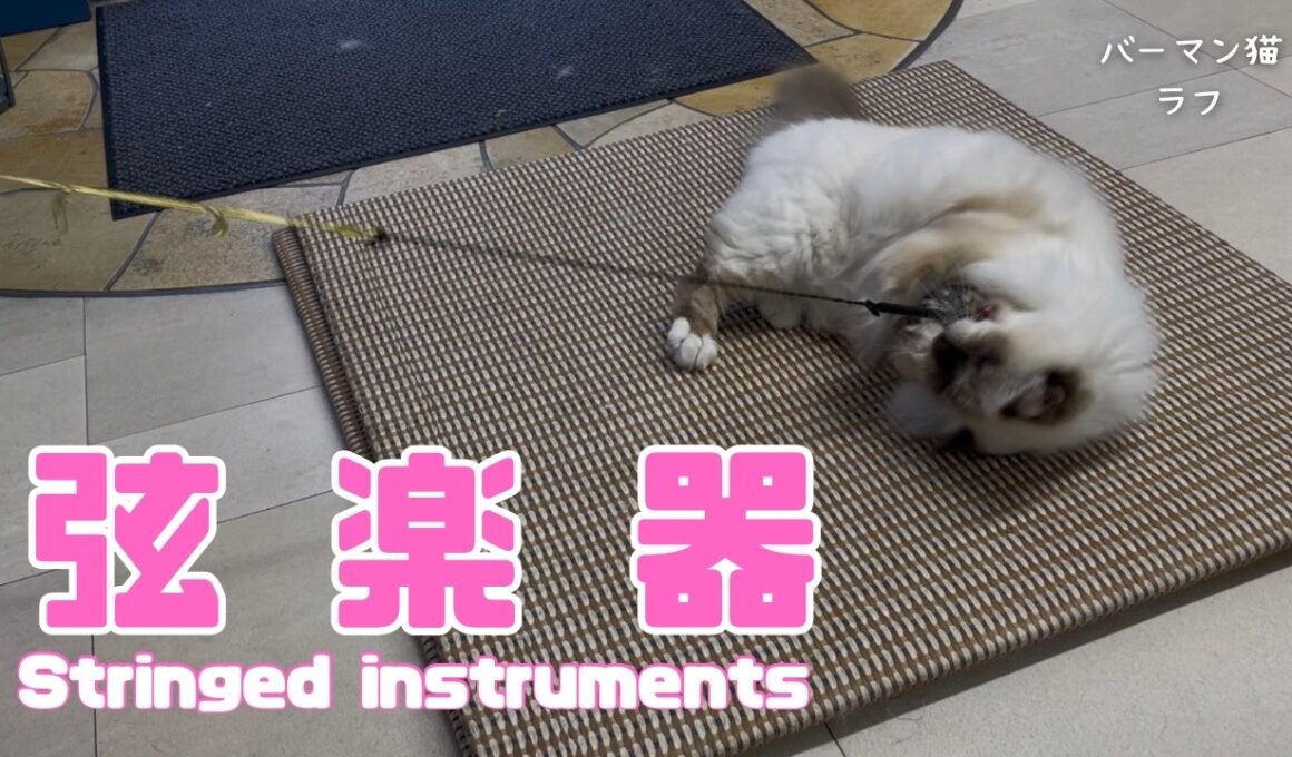 バーマン猫ラフ【弦楽器】Stringed instruments（バーマン猫）Birman/Cat