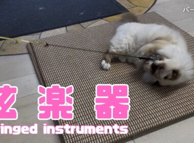 バーマン猫ラフ【弦楽器】Stringed instruments（バーマン猫）Birman/Cat