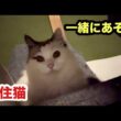 先住猫に認められた保護子猫まもる