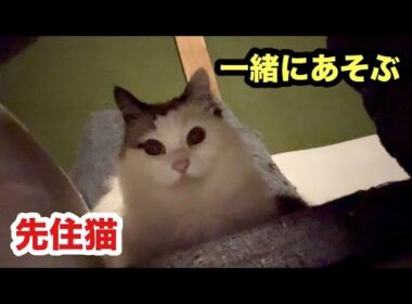 先住猫に認められた保護子猫まもる