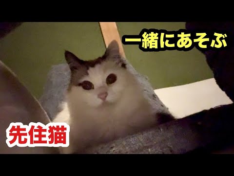 先住猫に認められた保護子猫まもる