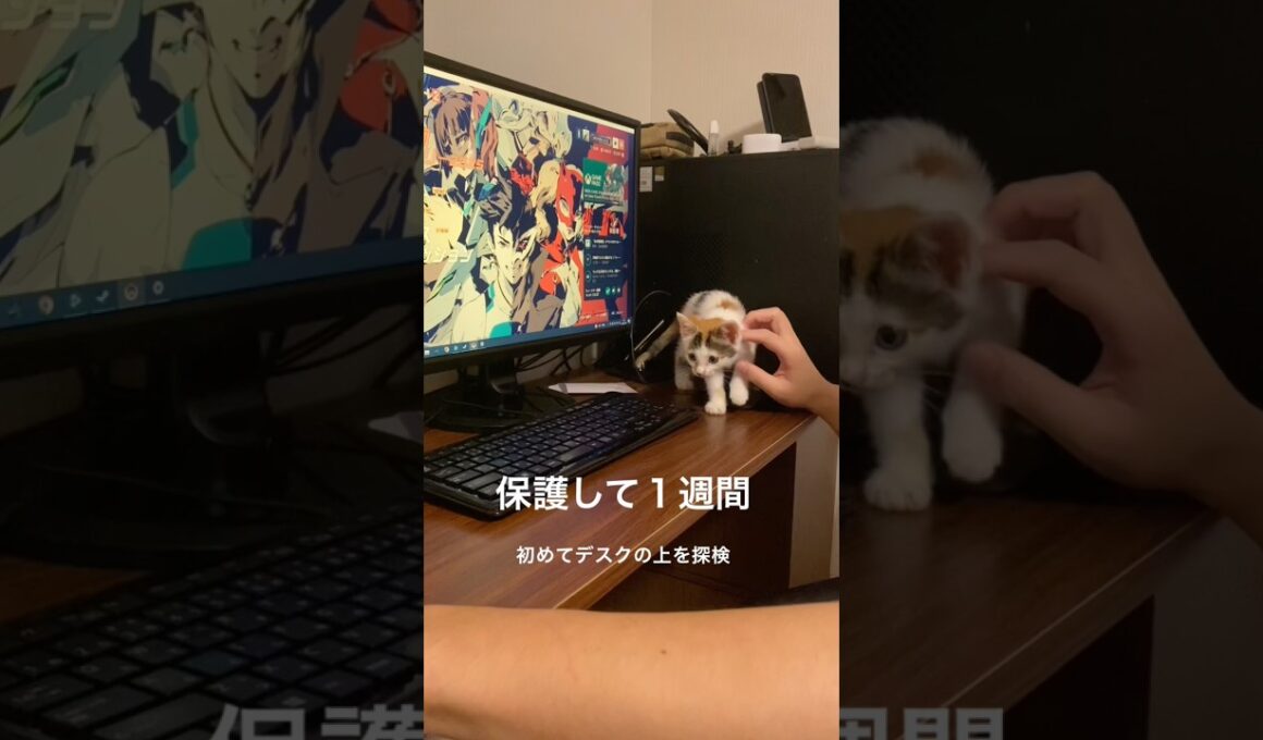 子猫、初めての探検