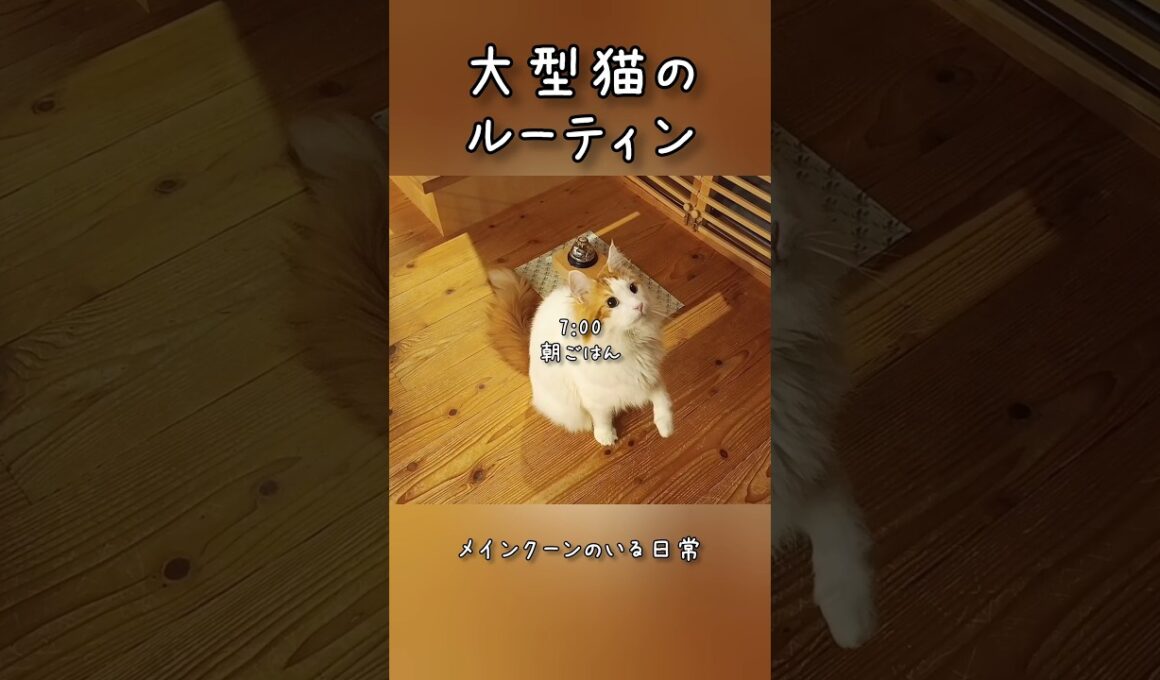 今日のセテさん #メインクーン #猫ルーティン #ノルウェージャンフォレストキャット #サイベリアン #大型猫 #猫のいる暮らし #shorts #cat #mainecoon #catshorts​