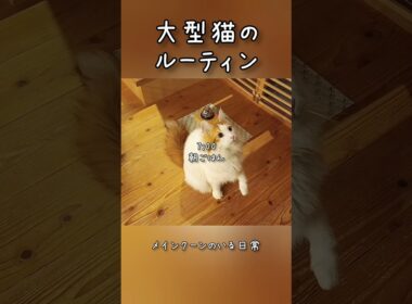 今日のセテさん #メインクーン #猫ルーティン #ノルウェージャンフォレストキャット #サイベリアン #大型猫 #猫のいる暮らし #shorts #cat #mainecoon #catshorts​