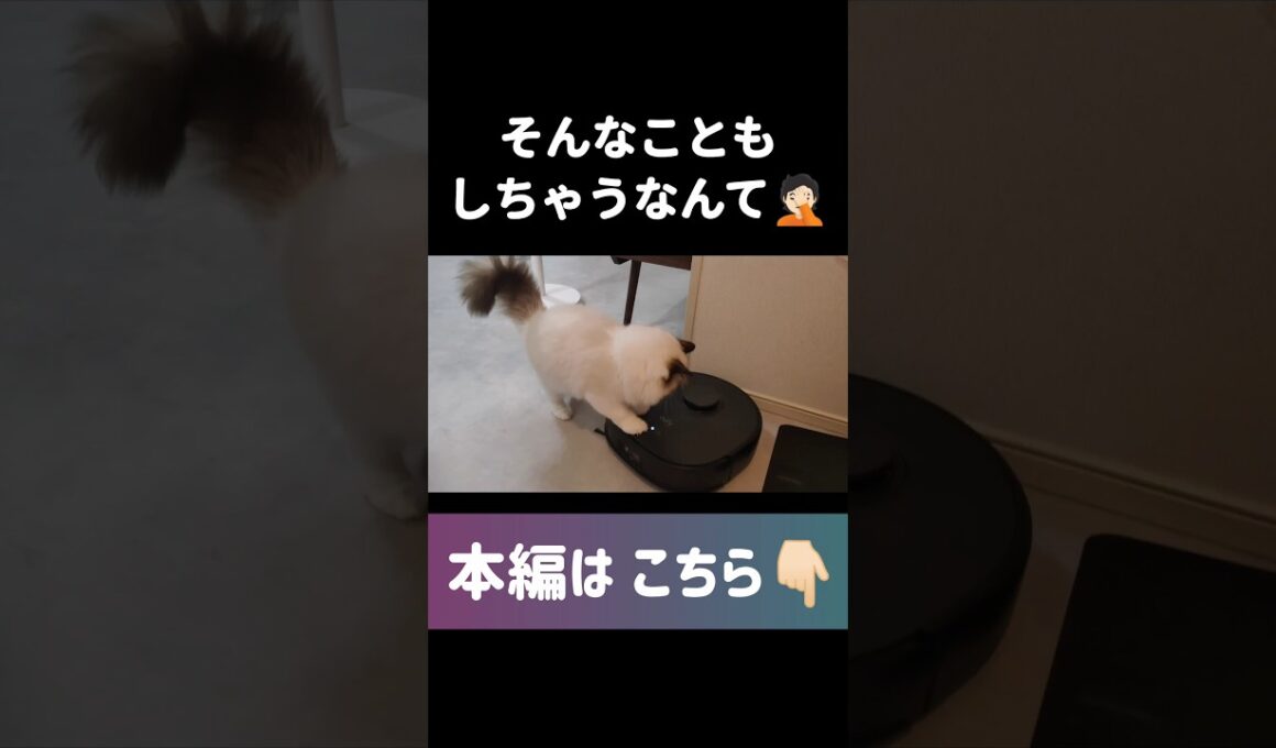 ただ可愛いだけじゃない🐱🎀 #shorts #猫 #子猫 #ラグドール #甘えん坊猫 #ぬいぐるみ猫