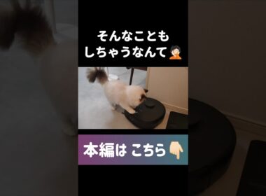 ただ可愛いだけじゃない🐱🎀 #shorts #猫 #子猫 #ラグドール #甘えん坊猫 #ぬいぐるみ猫