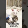 何度でも出会う、ウチューネコ兄弟   #cat #kitten #猫 #子猫 #ねこ #こねこ #保護猫  #shorts  #猫のいる暮らし