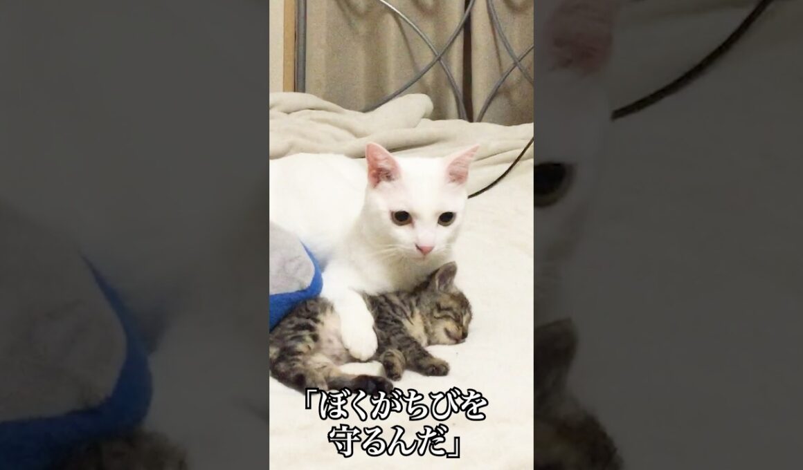 何度でも出会う、ウチューネコ兄弟   #cat #kitten #猫 #子猫 #ねこ #こねこ #保護猫  #shorts  #猫のいる暮らし