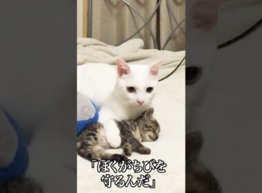 何度でも出会う、ウチューネコ兄弟   #cat #kitten #猫 #子猫 #ねこ #こねこ #保護猫  #shorts  #猫のいる暮らし