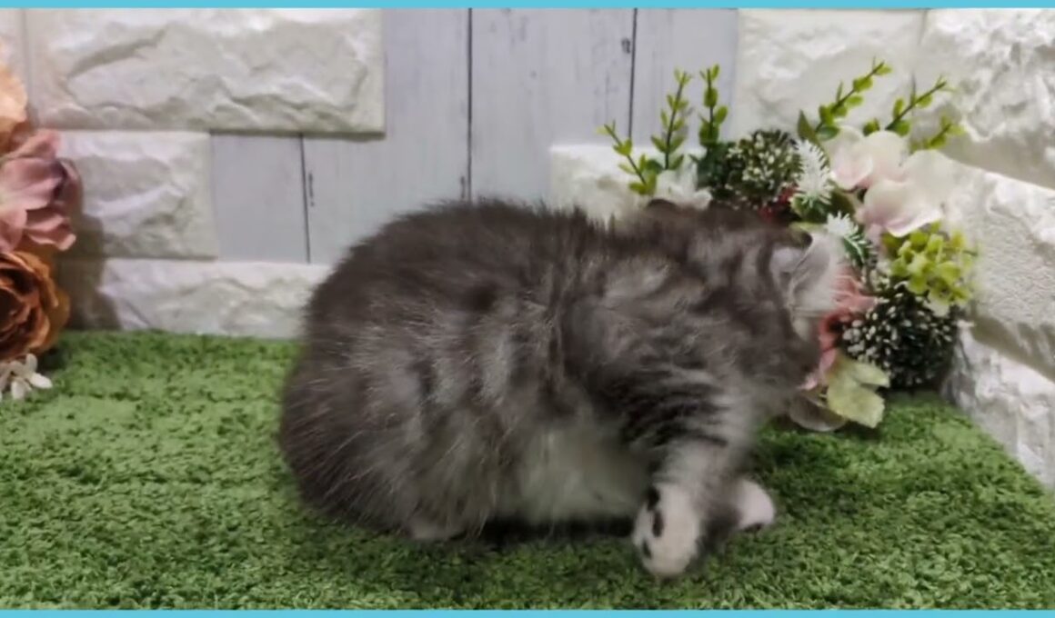 ペットショップcoo&riku No.00747965 アメリカンカール