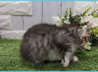 ペットショップcoo&riku No.00747965 アメリカンカール