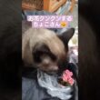 春を感じるちょこさん😺 #シャム猫 #たぬき猫 #ねこのいる生活