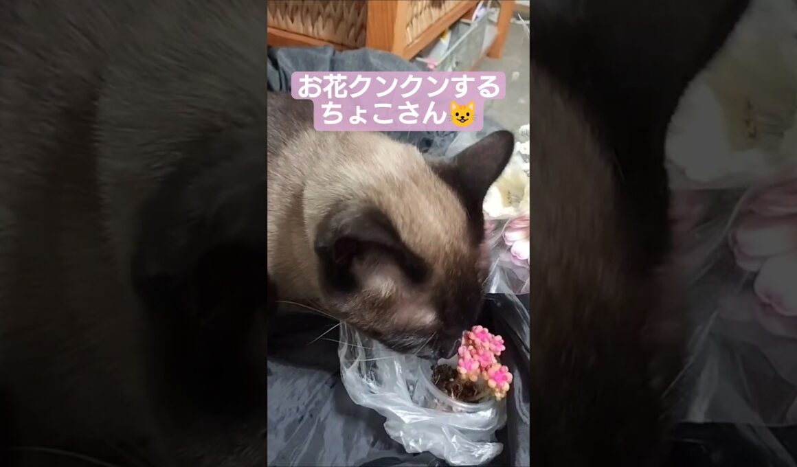 春を感じるちょこさん😺 #シャム猫 #たぬき猫 #ねこのいる生活