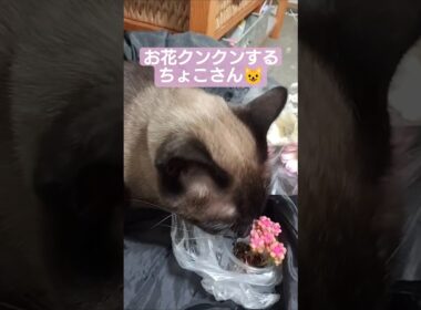 春を感じるちょこさん😺 #シャム猫 #たぬき猫 #ねこのいる生活