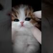 🥰猫かわいい！｜Kitty cute moments #cat #kitten #子猫 #meow