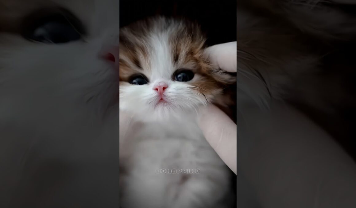 🥰猫かわいい！｜Kitty cute moments #cat #kitten #子猫 #meow