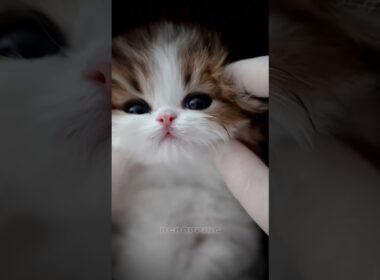 🥰猫かわいい！｜Kitty cute moments #cat #kitten #子猫 #meow