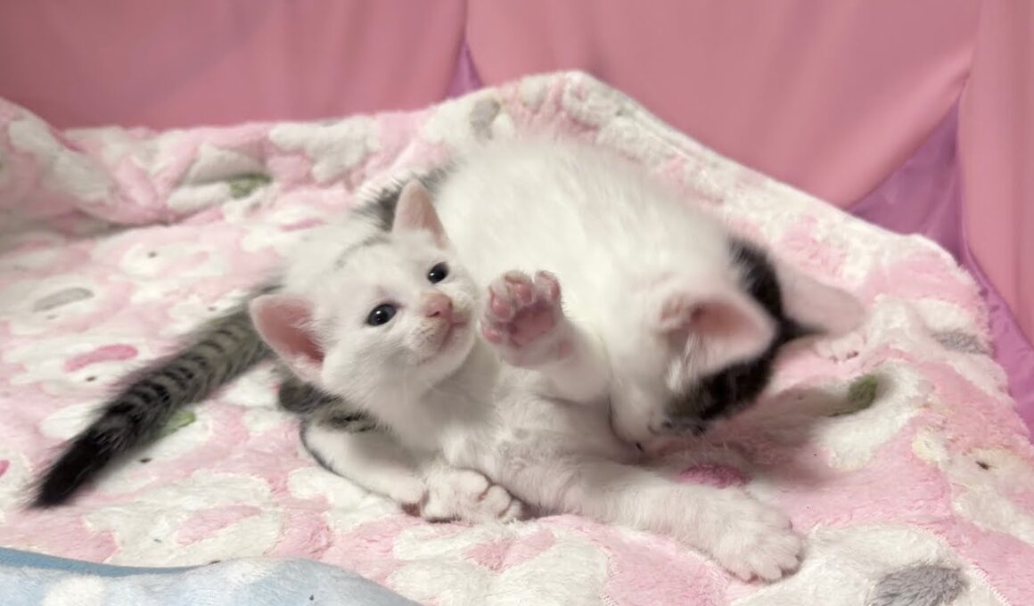 加減って難しい‥自分より小さな仲間との交流に奮闘する子猫【坊ちゃん日記】Learning to play fair! A lonely kitten's daily struggle.