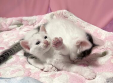 加減って難しい‥自分より小さな仲間との交流に奮闘する子猫【坊ちゃん日記】Learning to play fair! A lonely kitten's daily struggle.