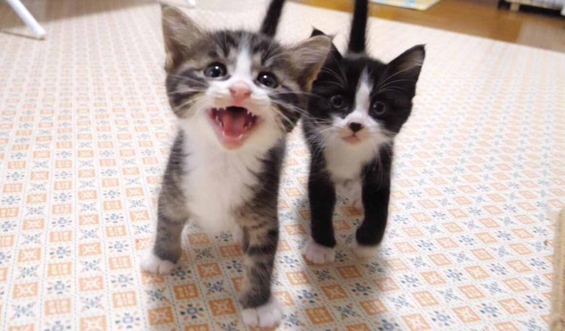 子猫のニャーニャー隊がゴハンを出さないおじさんに抗議する？【赤ちゃん猫　保護猫】